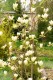 Magnolie – ozdoba małych i dużych ogrodów